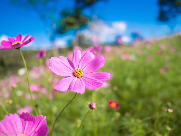 istock The flower in the garden. 1071987210