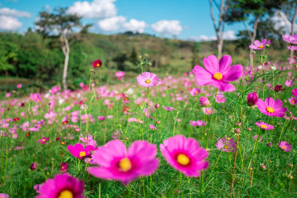istock The flower in the garden. 1071987222