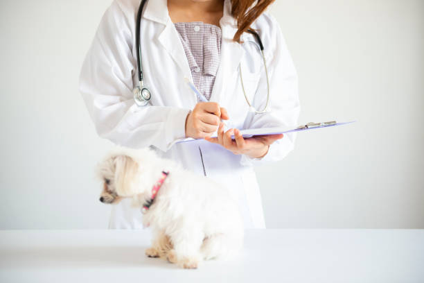istock Puppy with doctor 1071992330