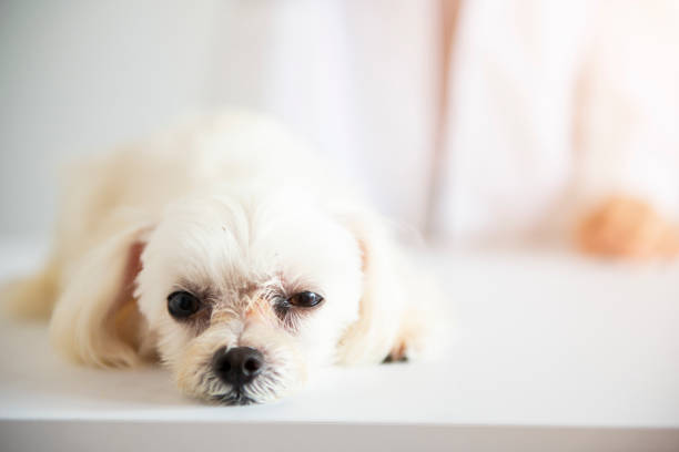 Puppy with doctor