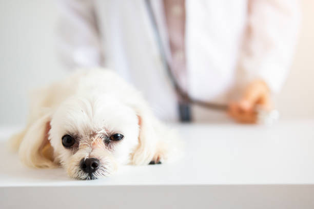 cachorro con médico - pets dog office vet fotografías e imágenes de stock