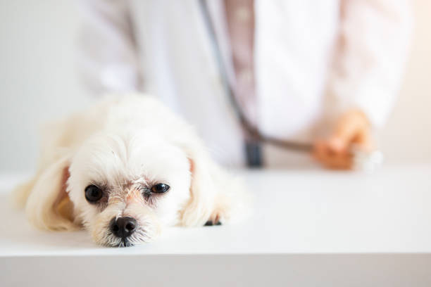 医者と子犬 - pets dog office vet ストックフォトと画像