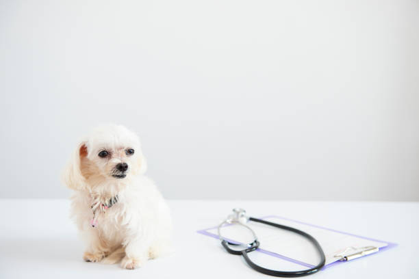 istock Puppy with medical equipment on white background 1071992374