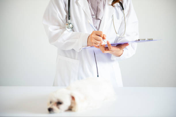 istock Puppy with doctor 1071992716