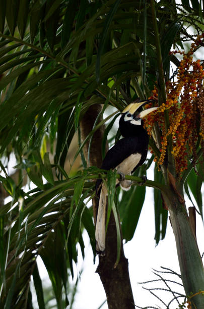 istock Stock image of Yellow Billed Hornbill 1071996968