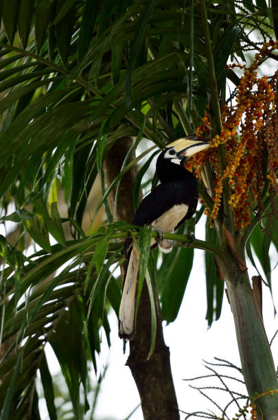 istock Stock image of Yellow Billed Hornbill 1071996980