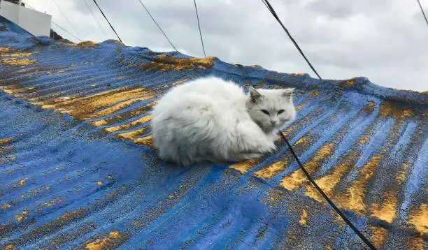 A white cat sleeping on a blue roof in a cold afternoon.