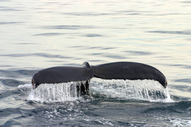 istock Tail fin of a gray whale in Atlantic 1072004416