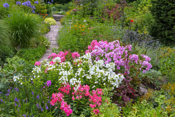 여름에 개화 꽃 및 다른 식물을 가진 아름 다운 정원 - perennial plant 뉴스 사진 이미지