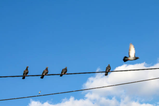 istock Pigeon  birds on wire, blue cloudy sky. Pigeons on the Electric string. 1072011300