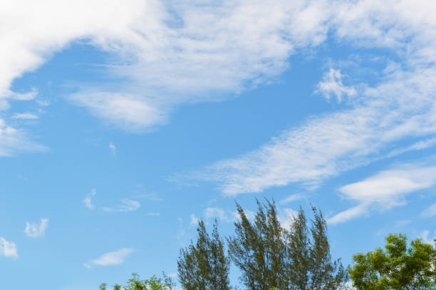 istock blue sky background / bright day blue sky with clouds and the forest tree foreground in the park 1072017258