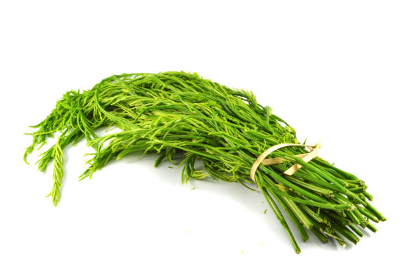 istock fresh acacia pennata isolated climbing wattle vegetable 1072017342