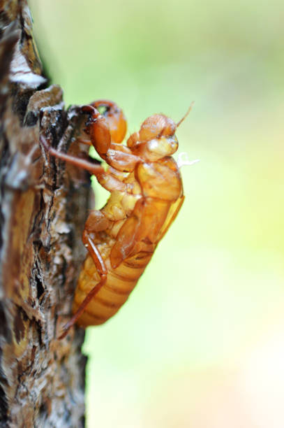 istock Cicada molt on bark nsect of cicada molt on the tree in nature 1072019100
