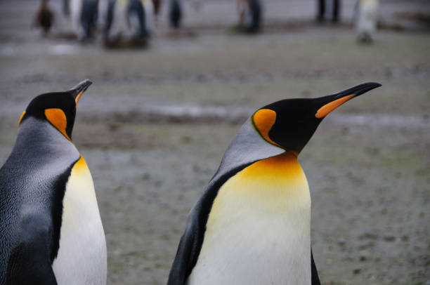 istock King Penguins on Salisbury plains 1072019454