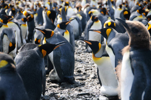istock King Penguins on Salisbury plains 1072019516