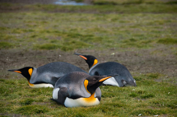 istock King Penguins on Salisbury plains 1072019612