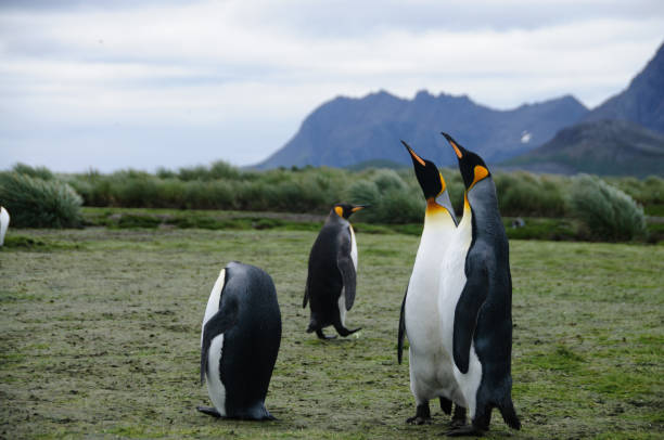 istock King Penguins on Salisbury plains 1072019636