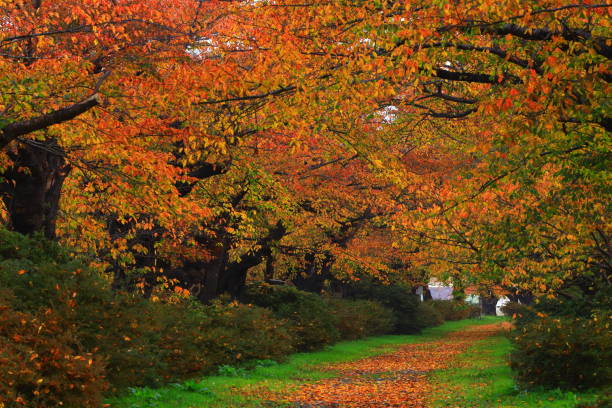Cherry blossom trees in autumn leaves in Iwate Prefecture