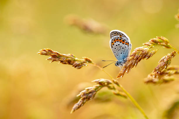 istock Beatiful butterfly in nature, close up photo. 1072022052