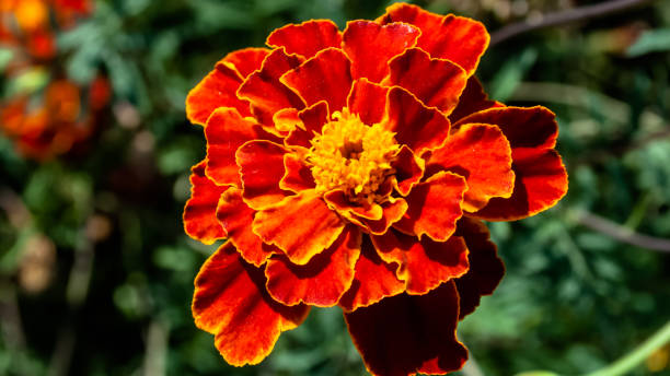 istock Garden flowers marigolds close-up. 1072023206