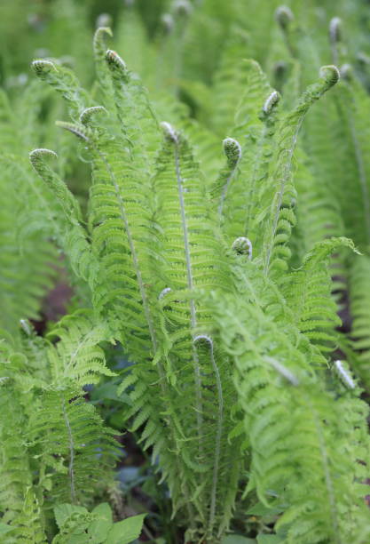 istock green fern at day 1072025576