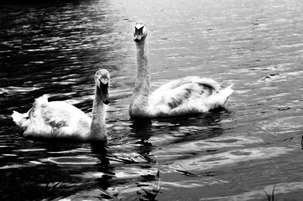 istock 2 swans in winter lake 1072026256