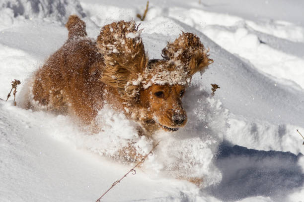 istock english cocker spaniel playing in deep snow 1072028394