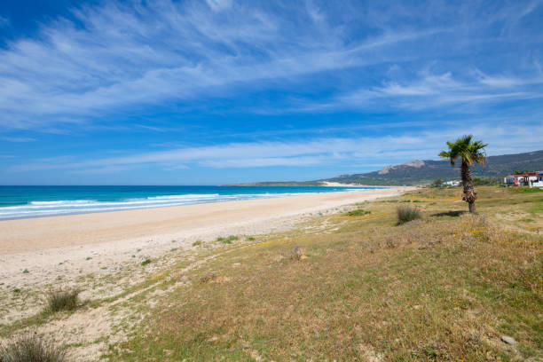 istock Bolonia Beach from a meadow with palm tree in Tarifa 1072028432