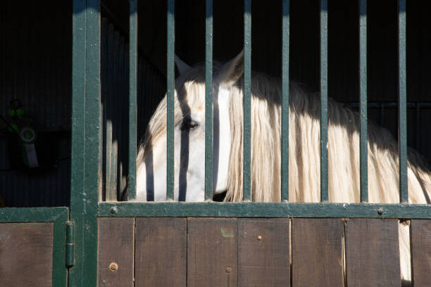 istock horse locked in the stable behind bars 1072028462