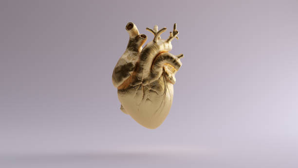 istock Gold Anatomical Heart 1072031934