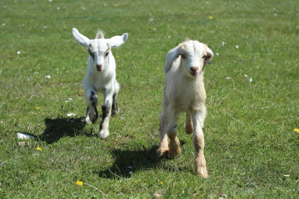 istock Cute baby Goats 1072035892