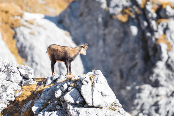 istock Chamois ( Rupicapra rupicapra ) close up  - Alps 1072036110
