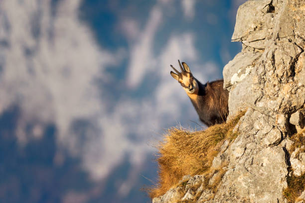 Chamois ( Rupicapra rupicapra ) close up  - Alps Gämse, Animal, Animal Wildlife, Animals In The Wild, Chamois - Animal chamois animal photos stock pictures, royalty-free photos & images
