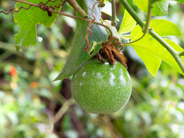 istock Raw Passiflora edulis or Passionfruit 1072039630