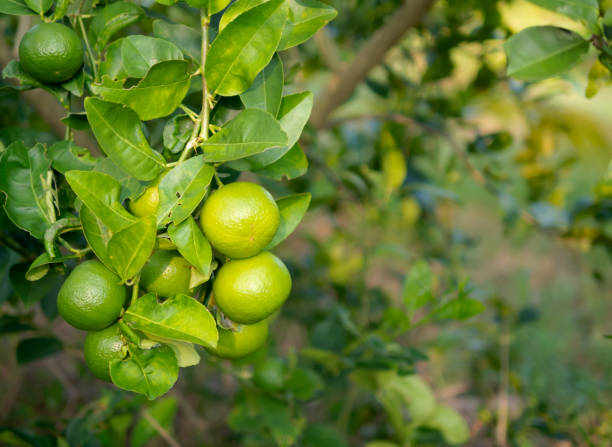 istock green lime on trunk and blurred background 1072039908