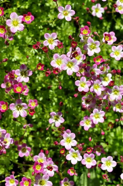 Pink saxifrage Saksifraga Arendsii in a garden