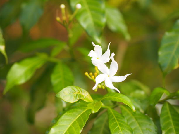 istock Closeup jasminoides Gerdenia Crape Jasmine white flower beautiful in nature 1072042594