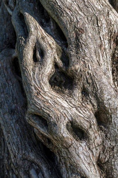 istock Close-up of tree trunk background in nature, Turkey 1072042698