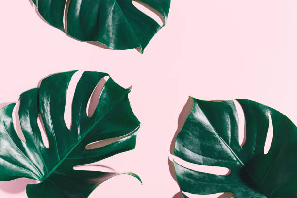 istock Monstera green leaves on pink 1072042768