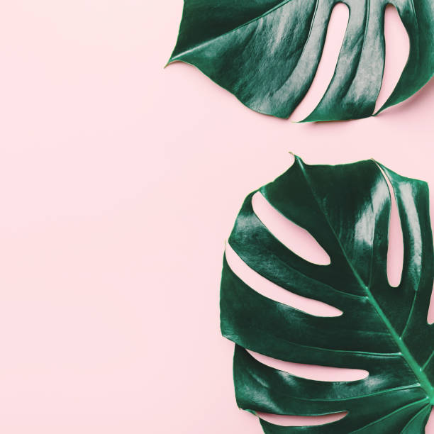 istock Monstera green leaves on pink 1072042798