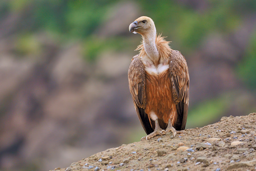 Encounter the awe-inspiring sight of three vultures grounded in the rugged grandeur of a high-altitude mountain environment. Witness the majesty of these alpine guardians in their natural habitat