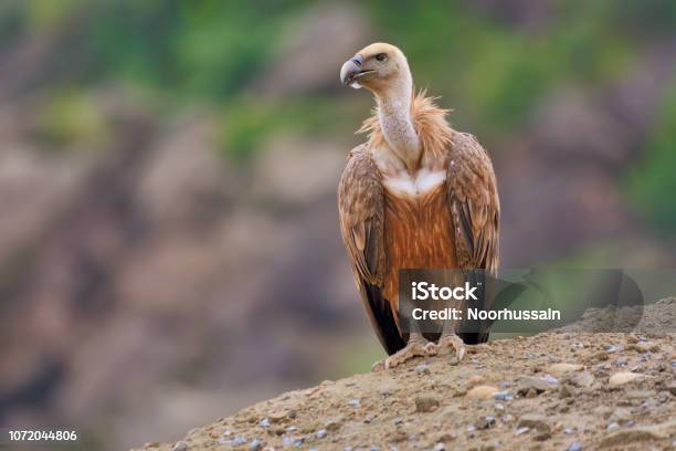 Griffon Vulture Stock Photo - Download Image Now - Vulture, Eurasian Griffon Vulture, Animals In The Wild