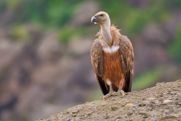 Photo of Griffon Vulture