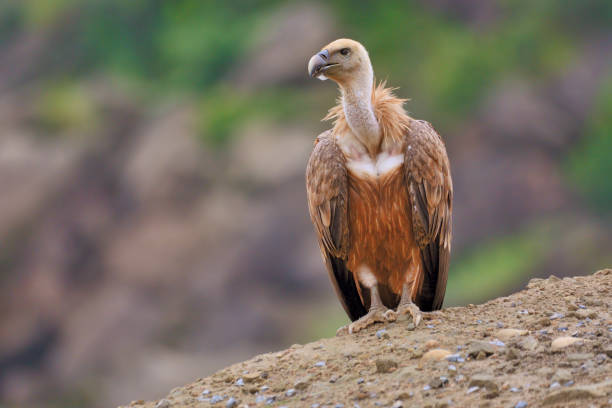 грифон стервятник - photography tree perching animals in the wild стоковые фото и изображения