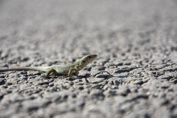 Young European green lizard on road Little lizard on rock zootoca vivipara stock pictures, royalty-free photos & images