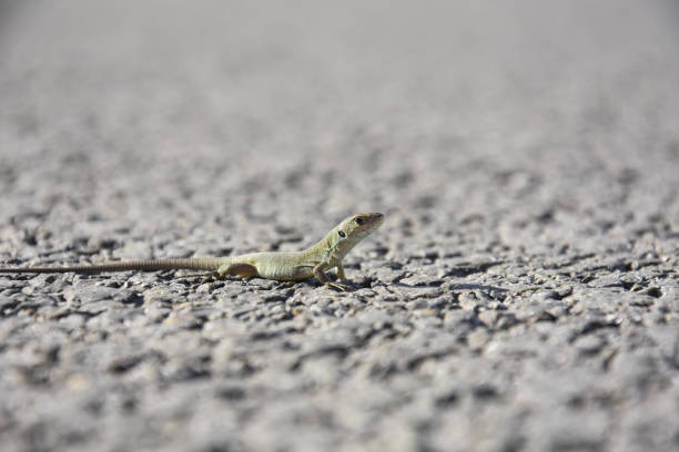 Young European green lizard on road Little lizard on rock zootoca vivipara stock pictures, royalty-free photos & images