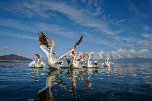 istock Dalmatian pelicans in the Kerkini lake 1072049340