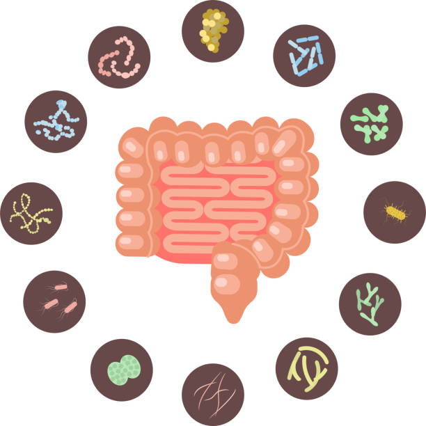 инфографика кишечника с микробиотой - enterobacteria stock illustrations