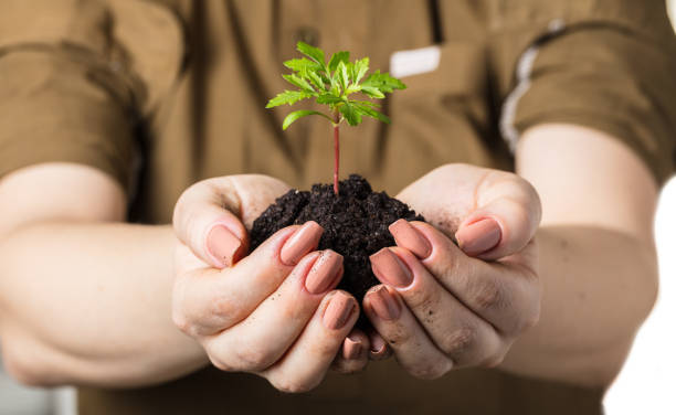 istock hands with a young plant growing 1072049688