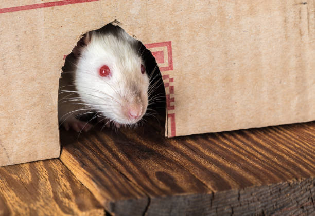 istock rat peeking out of the box 1072049770